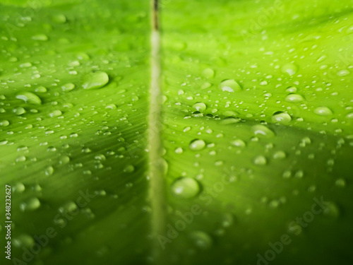 Close up water drops on green leaf.