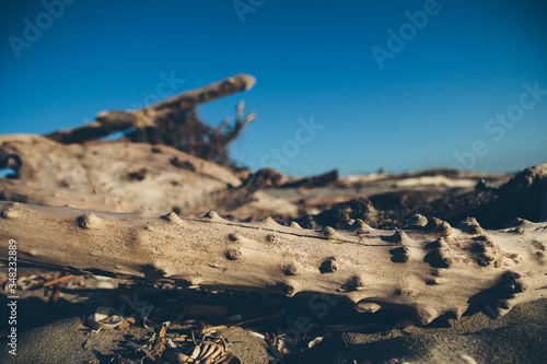 Seaside landscape in evening. Tree silhuette on sand. Calm morning sea scenery. Dry branch on wet sand. Relaxing time. Wild nature. Nobody. Wooden texture. Shadow on the ground. Close up shot.