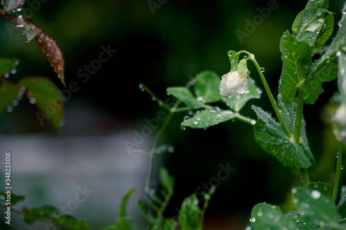 Schilderij op canvas Dew Covered Pea Flower