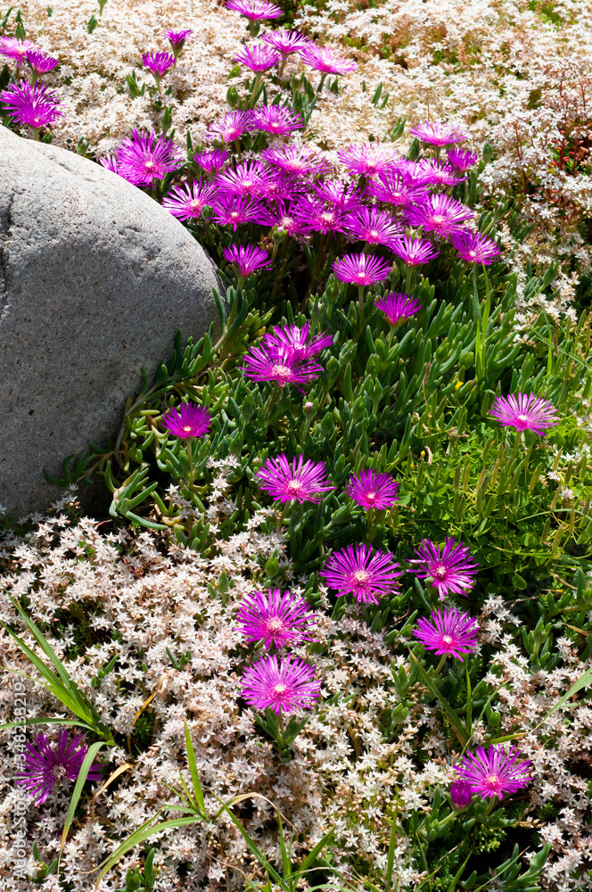 Asters in the garden Asters in the garden