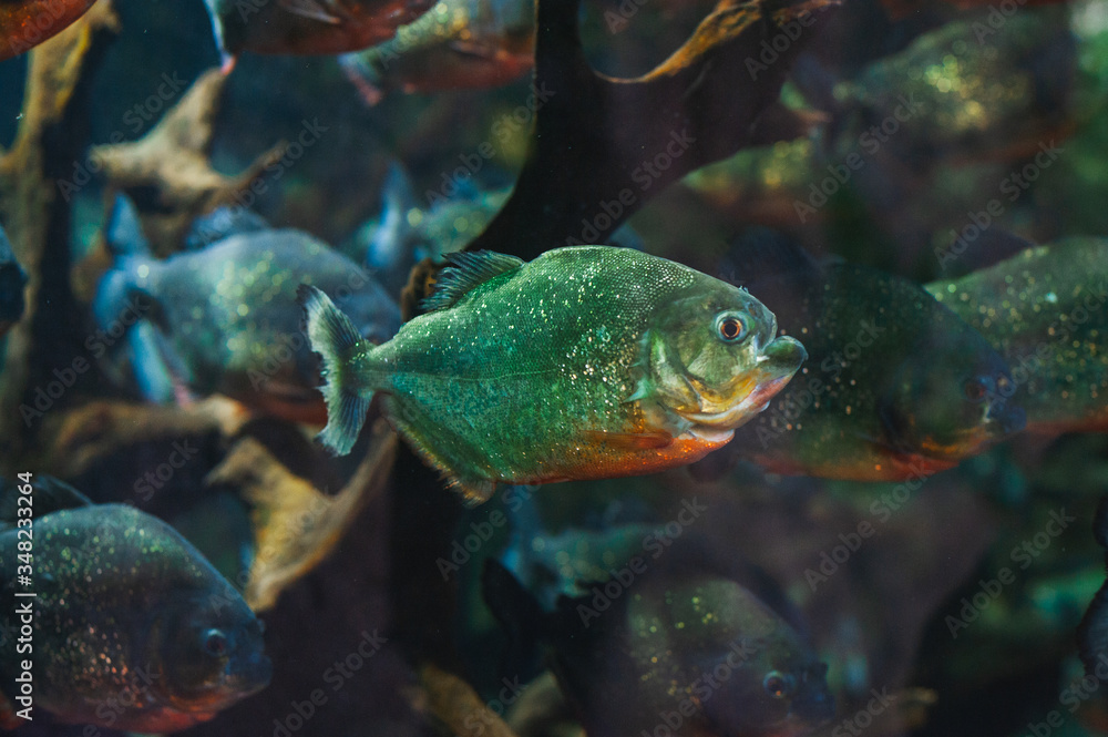 Photo through glass, observing piranha fish in their natural habitat. Photo through glass, observing piranha fish in their natural habitat.