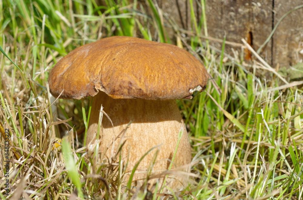 Porcini mushroom (lat. Boletus edulis) in the forest close-up Porcini mushroom (lat. Boletus edulis) in the forest close-up