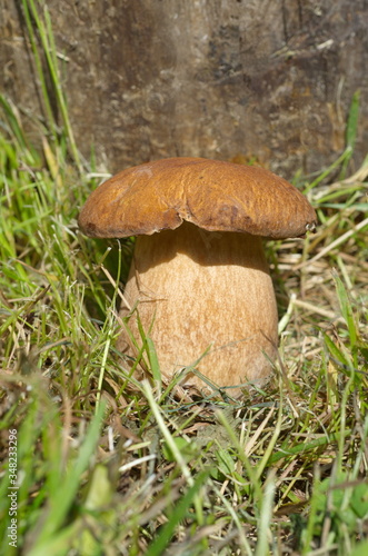 Porcini mushroom (Lat. Boletus edulis) grows in the forest near a tree