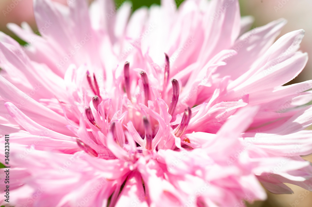 wite marriage flower wite marriage flower
