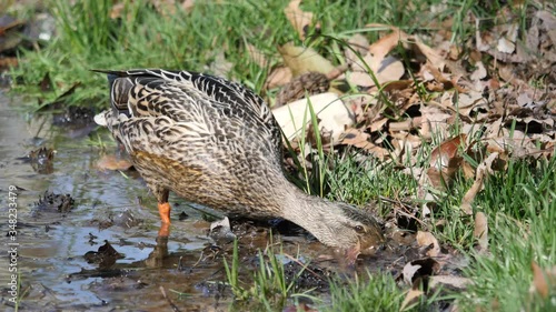 Female mallard duck looks for food at the edge of a pond 4K