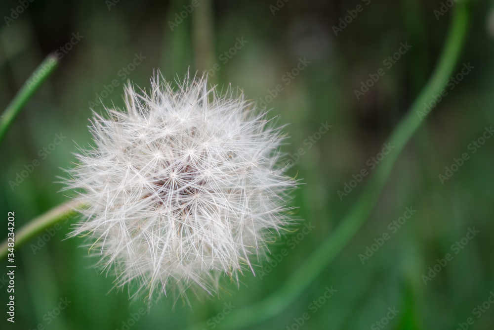 Obraz premium dandelion on green background
