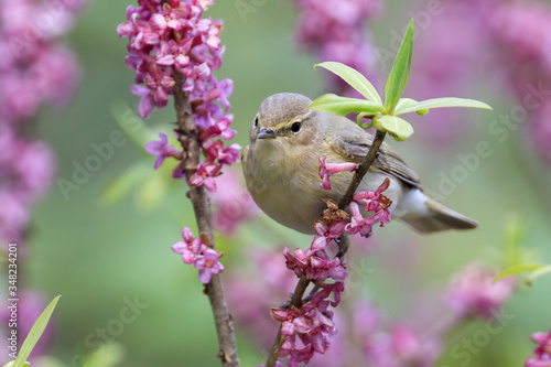 bird on a flower