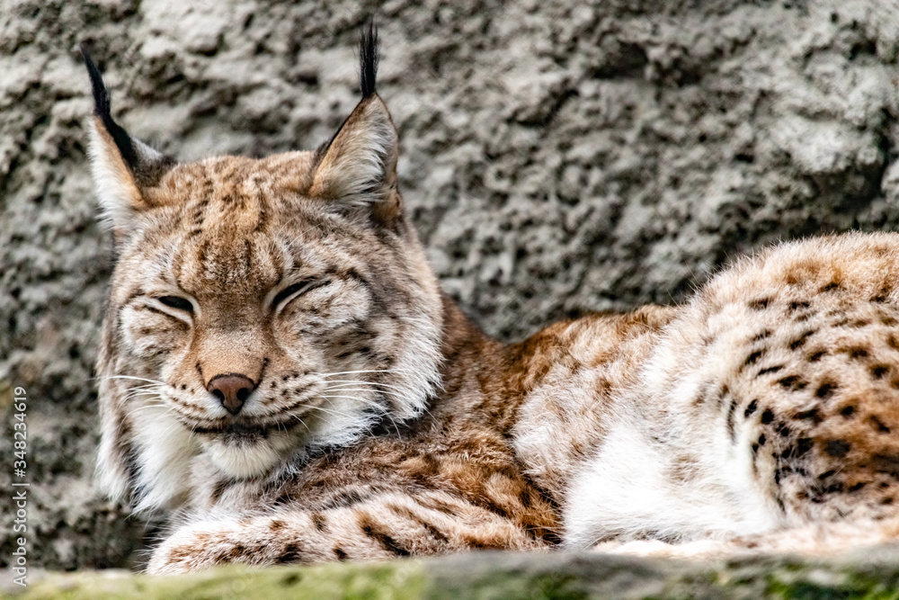Lynx sleeping with closed eyes portrait. close up Lynx sleeping with closed eyes portrait. close up