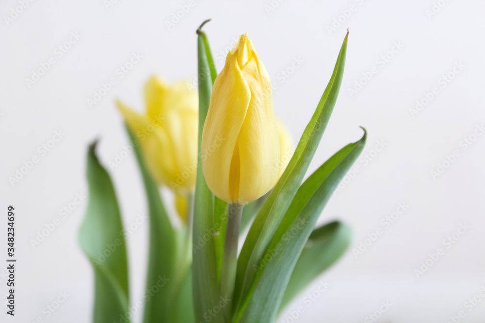 Bouquet of yellow tulips. Spring greeting card happy mother day copy space. Bouquet of yellow tulips. Spring greeting card happy mother day copy space.
