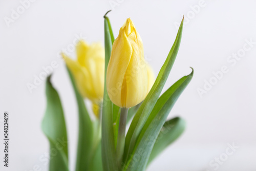 Bouquet of yellow tulips. Spring greeting card happy mother day copy space.