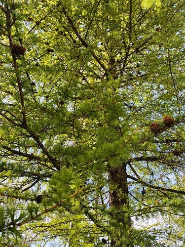 Beautiful green young pine in the Park