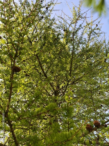 Beautiful green young pine in the Park