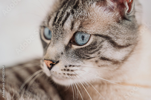 portret of a gray cat with blue eyes .on a light background. .tabby cat with a curious look to the side. world cat day