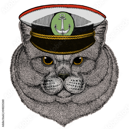 British shorthair cat. Scottish fold. Cute kitten. Cool animal.