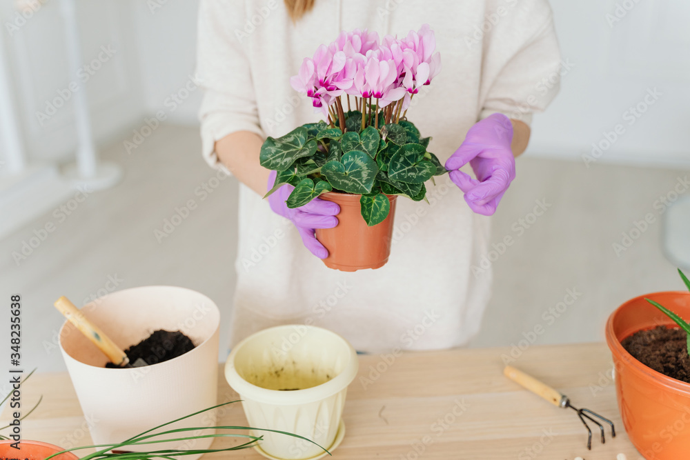 girl in a bright room, in casual clothes transplant indoor plants. Woman's hands transplanting plant a into a new pot. Home gardening. home plants.
