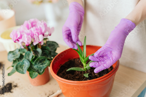 girl in a bright room, in casual clothes transplant indoor plants. Woman's hands transplanting plant a into a new pot. Home gardening. home plants.