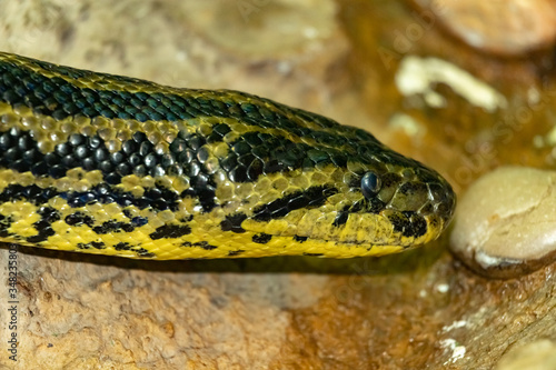 Anaconda snake. Eunectes murinus. Head close-up.