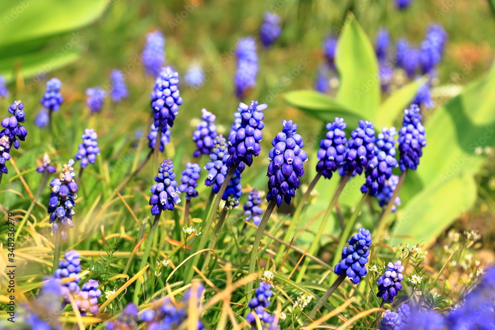 Fototapeta premium Muscari flowers on a background of gentle green grass in sunny weather