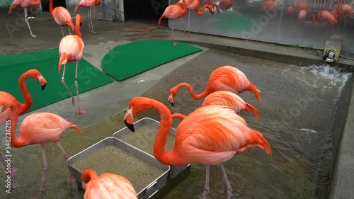 Brightly colored long-legged bird flamingo
