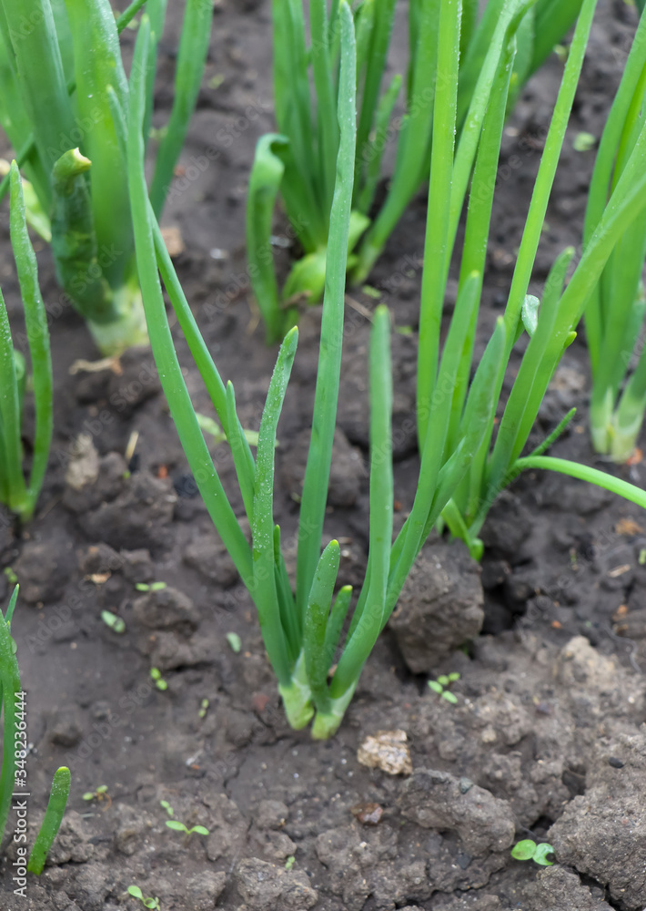 Green feathers of onions grow in the ground
Green feathers of onions grow in the ground