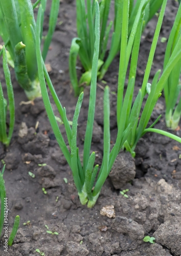 
Green feathers of onions grow in the ground