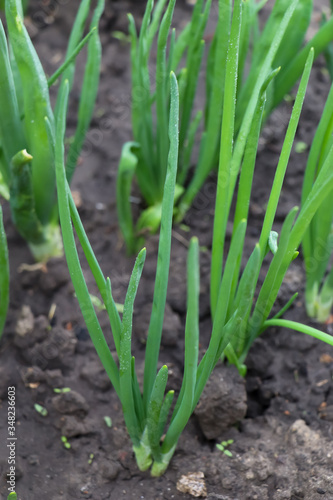 Green feathers of onions in the ground