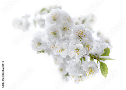 Cherry blossoms covered with hoarfrost and snow.