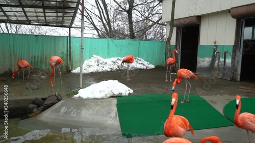 Brightly colored long-legged bird flamingo