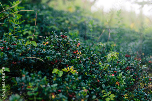Сowberry thickets at the edge of the forest. Summer berry in focus. Red whortleberries close up shot. Carpathian mountain cranberries. Bush with ripe and unripe berries in season. Natural vitamins.