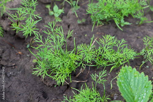 Green shoots of parsley in the ground