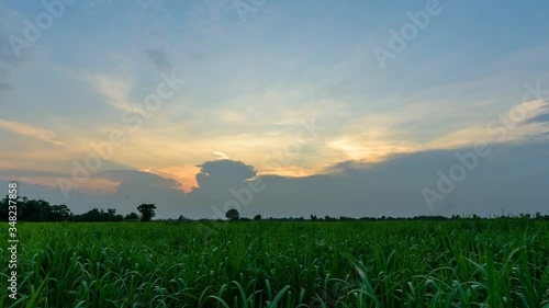 Day to night time lapse of sugarcane field in sunset time