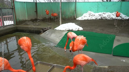 Brightly colored long-legged bird flamingo
