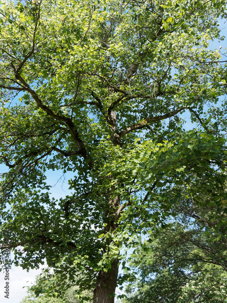Liriodendron tulipifera | Tulip tree with dark grey and brown branchlets garnished with green veined and unfloding leaves with four lobes like truncate heart shaped Liriodendron tulipifera | Tulip tree with dark grey and brown branchlets garnished with green veined and unfloding leaves with four lobes like truncate heart shaped