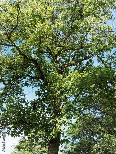 Liriodendron tulipifera | Tulip tree with dark grey and brown branchlets garnished with green veined and unfloding leaves with four lobes like truncate heart shaped 