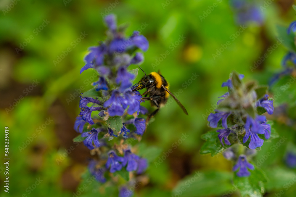 A macro shot of a bumblebee collecting pollen from a lavender bloom. A macro shot of a bumblebee collecting pollen from a lavender bloom.