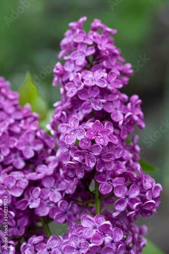 Violet lilac flower