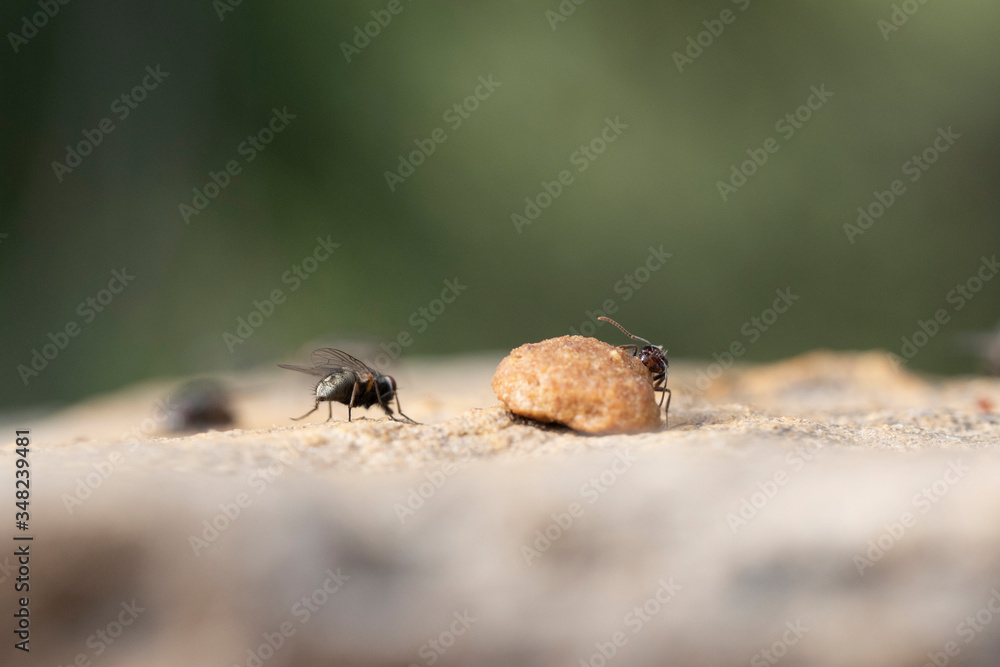 The struggles daily in search of sustenance for a laborious ant around his anthill at dawn.
fighting for food with a fly