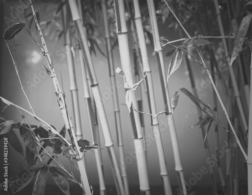 Obraz na płótnie Bamboos Growing In Field