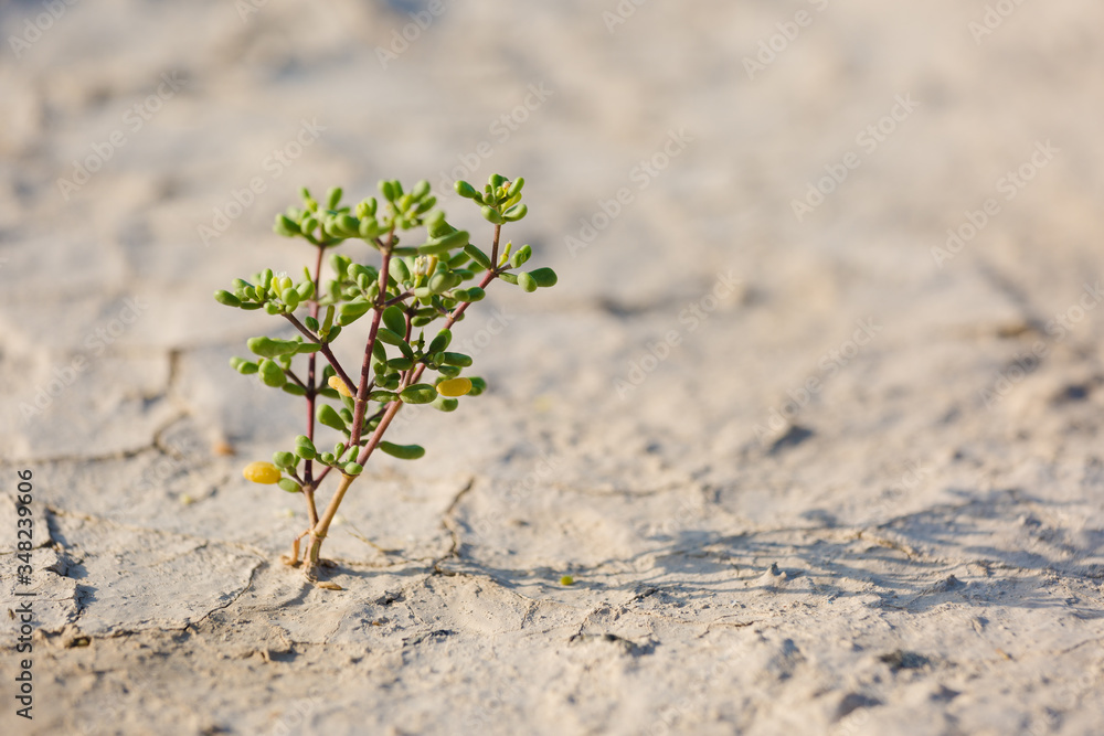 Flowers in the desert Green weed growth. group of flowers growing on dry soil in the desert. Flowers in the desert Green weed growth. group of flowers growing on dry soil in the desert.
