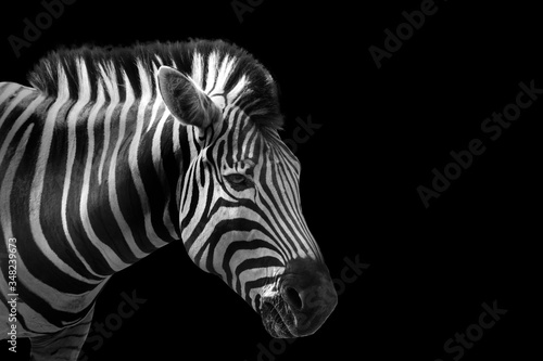 Zebra head on black background © wor_woot