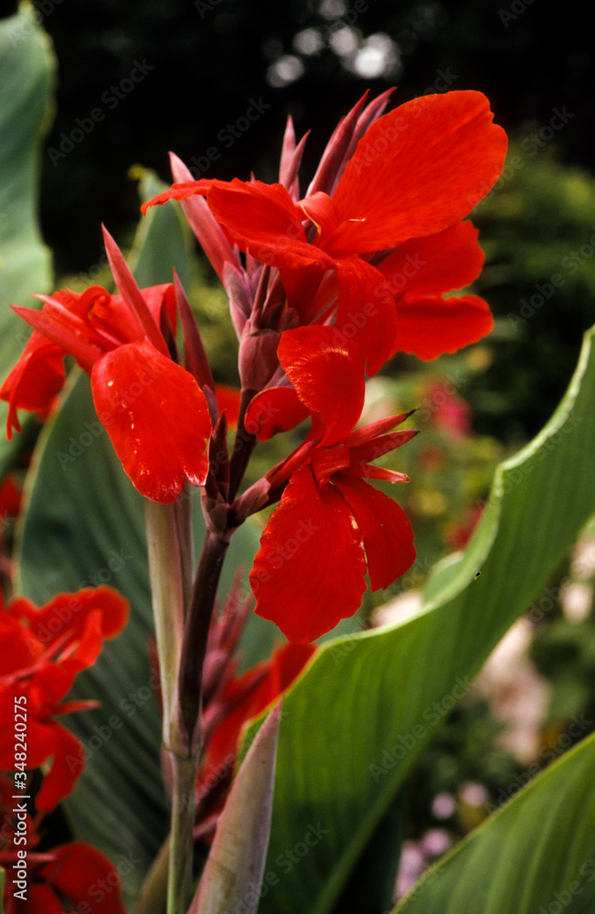 Balisier, Canna, canna 'Madame Pichon' Balisier, Canna, canna 'Madame Pichon'