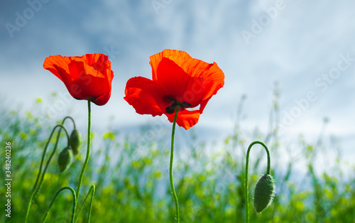 Poppy flower or papaver rhoeas poppy with the light