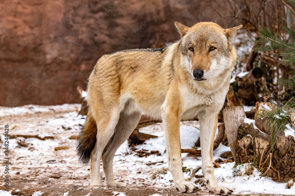 Wolf. Canis lupus. close up Wolf. Canis lupus. close up