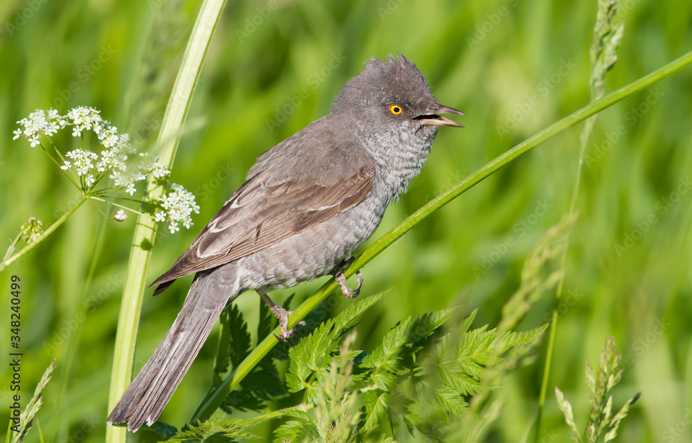Barred Warbler, Sylvia nisoria. The bird sits on the stem of the plant and sings Barred Warbler, Sylvia nisoria. The bird sits on the stem of the plant and sings