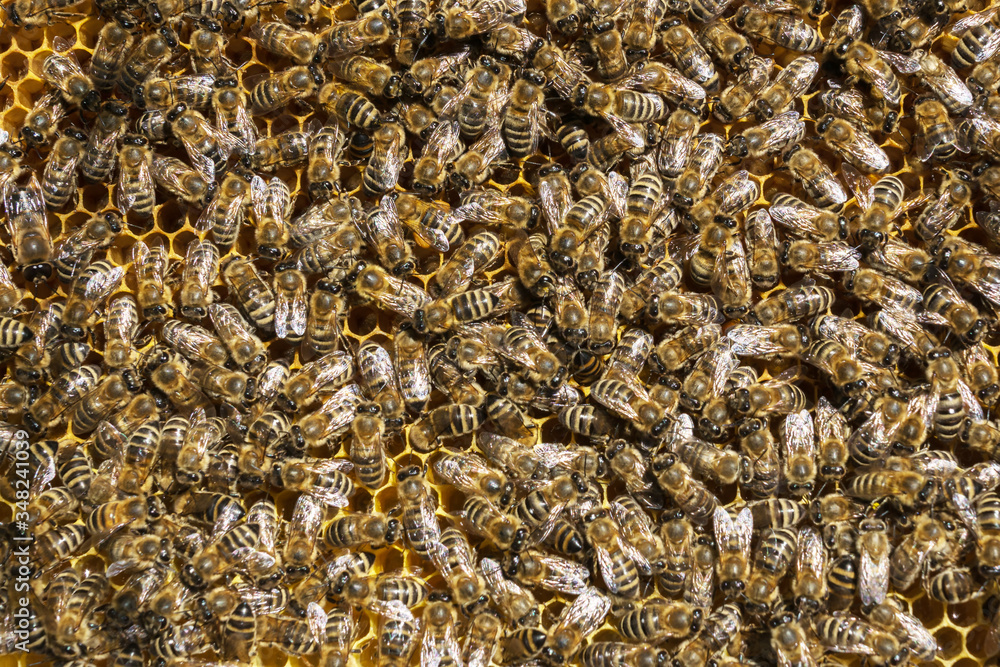 bee background, close up image of plenty of bees in frame from hive, apiculture bee background, close up image of plenty of bees in frame from hive, apiculture
