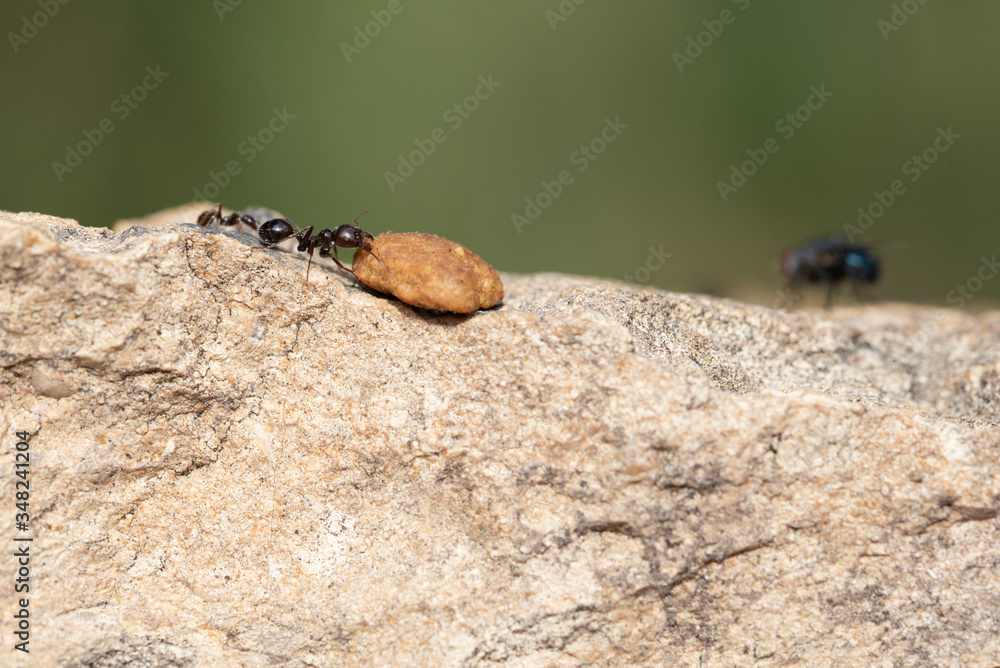 The struggles daily in search of sustenance for a laborious ant around his anthill at dawn.
fighting for food with a fly The struggles daily in search of sustenance for a laborious ant around his anthill at dawn.
fighting for food with a fly