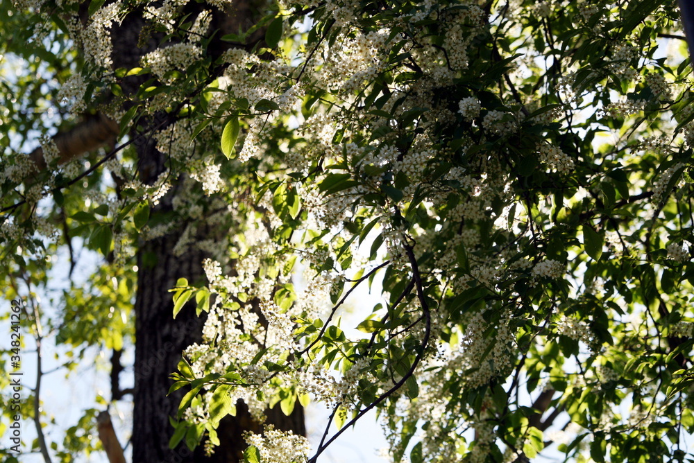 Fototapeta premium blooming white bird cherry trees at the fence