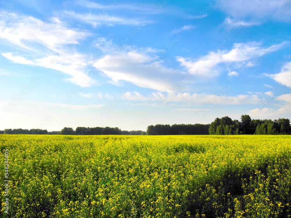 Obraz premium summer landscape