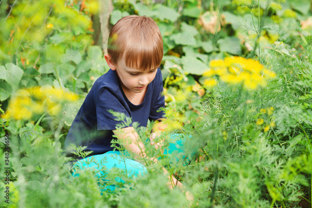 Child helping her parents in the garden. Little farmer outdoors. Child helping her parents in the garden. Little farmer outdoors.