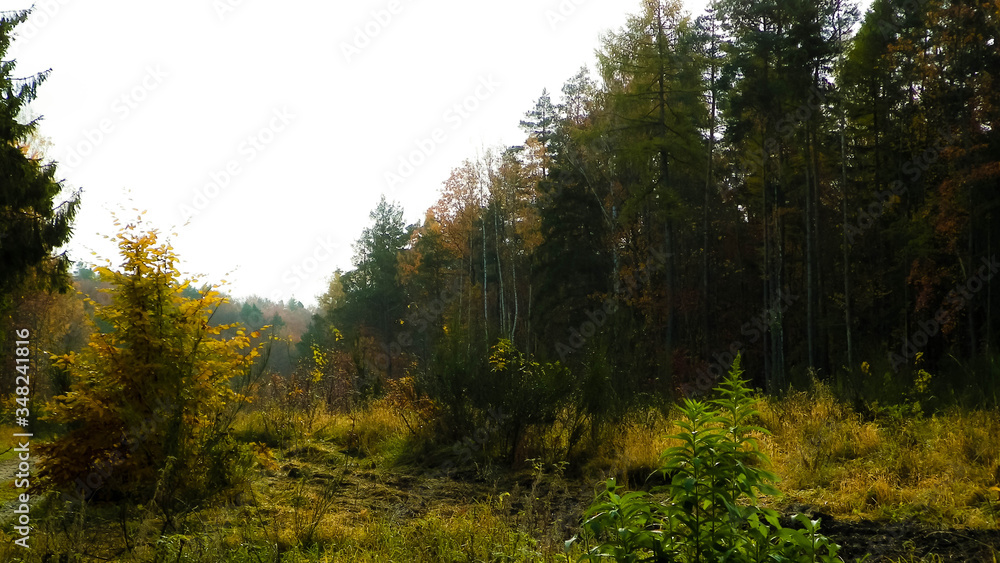 Autumnal forest landscape. Polish nature.